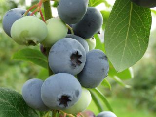 fresh blueberry fruit