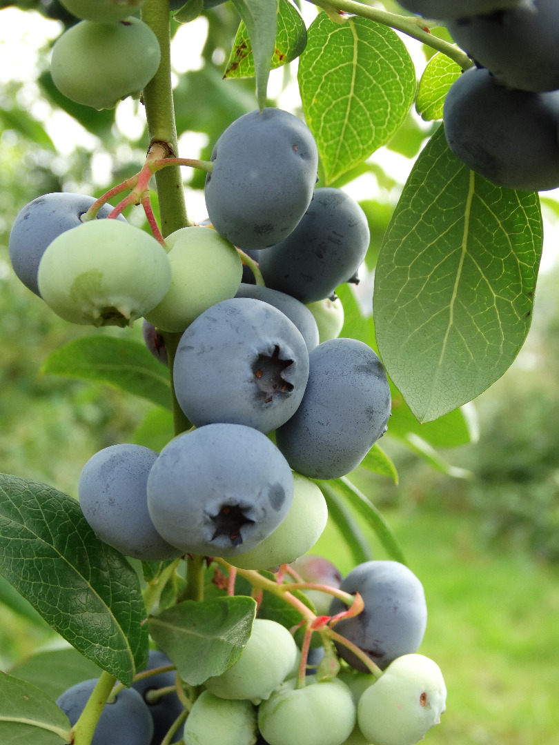 fresh blueberry fruit