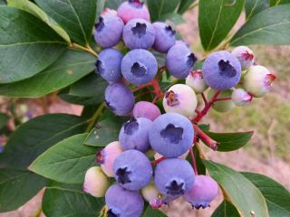I am selling organic blueberries from my own plantation,
