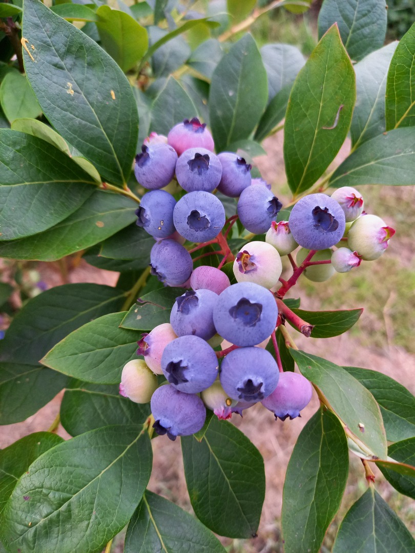 I am selling organic blueberries from my own plantation, at least 1 day earlier