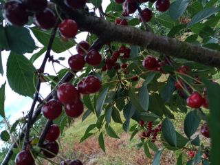 I will sell cherries, a large, nice variety of