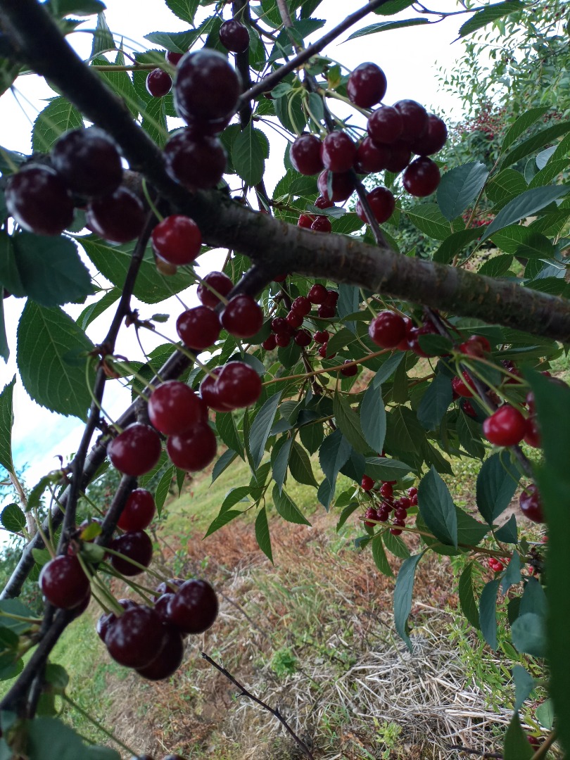 I will sell cherries, a large, nice variety of Łutówka, with large quantities price negotiable