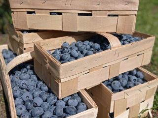 Blueberries for sale American varieties Ducke, Bluecrop, Chendler, Eliot