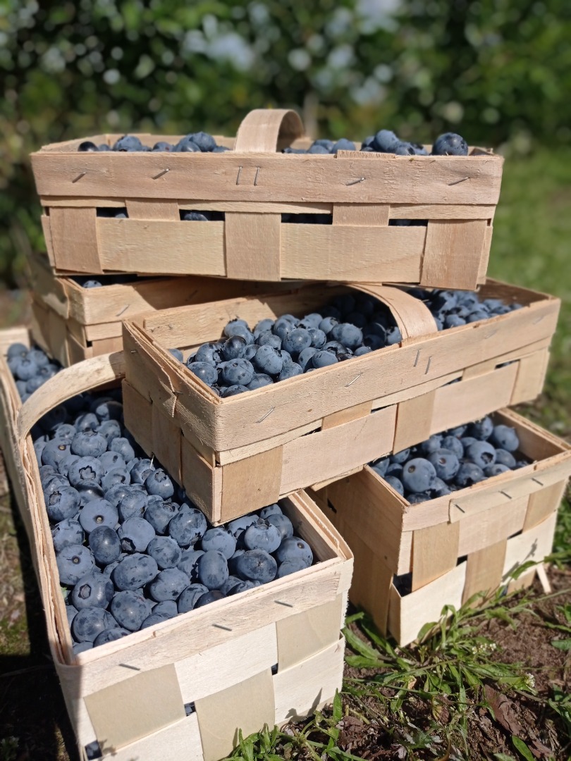 Blueberries for sale American varieties Ducke, Bluecrop, Chendler, Eliot currently available about 200 kg variety Ducke retail sale and wholesale packaging 3