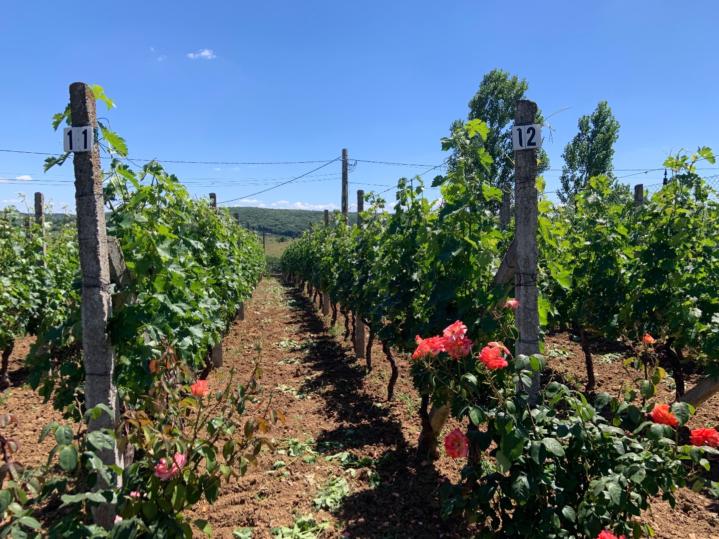 We sell Cabernet Sauvignon grapes