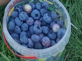 I will sell blueberry, sweet, large fruit.