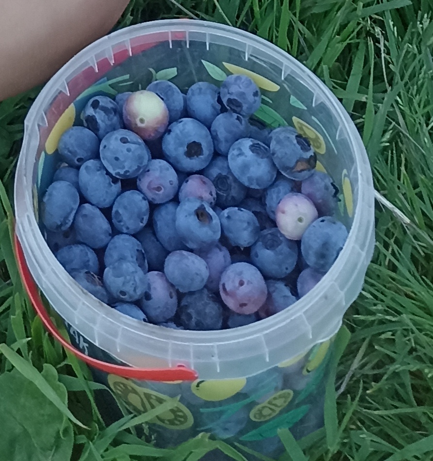I will sell blueberry, sweet, large fruit
