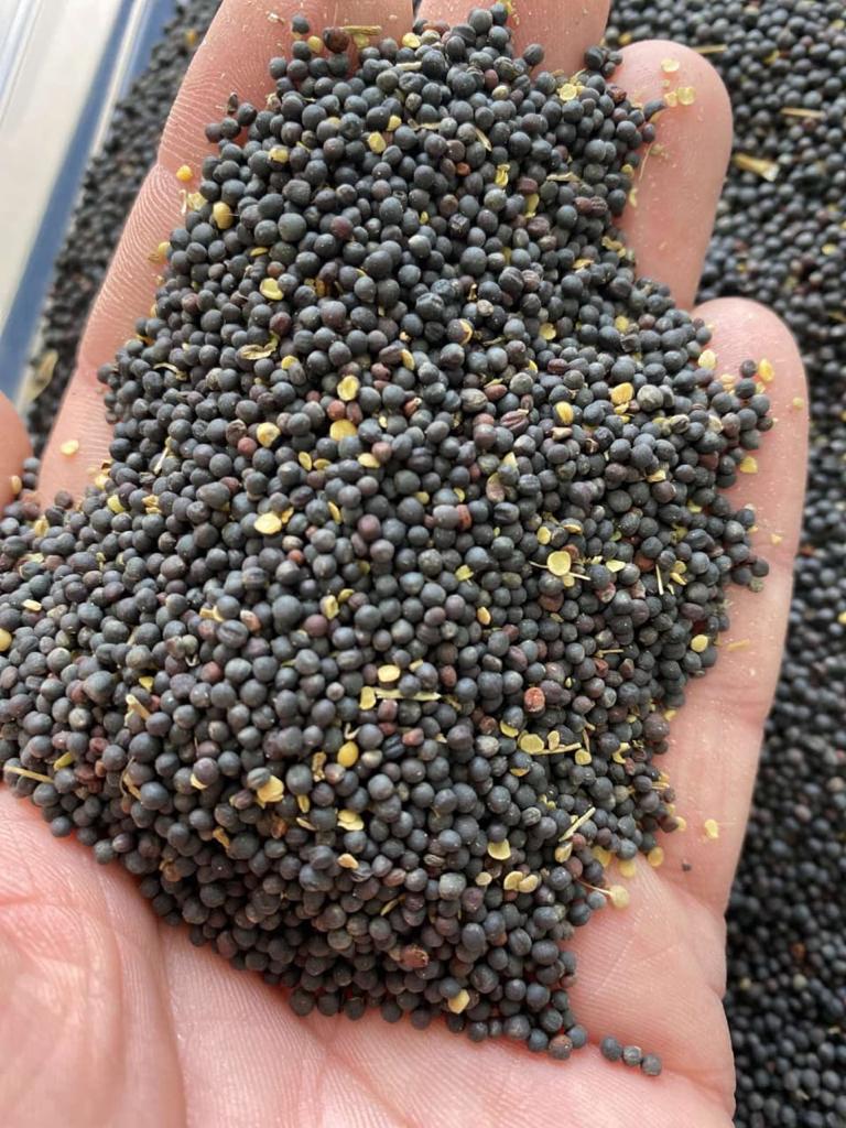 Since war is currently raging in the Ukraine, we don't know what to do with our rapeseed, as the ports are closed for international export and only possible by