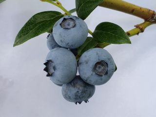 American blueberry for sale. Podkarpackie, Lubelskie, Swietokrzyskie.