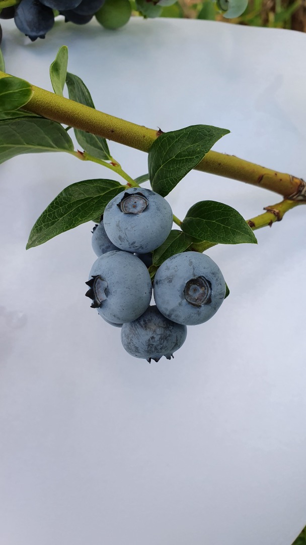 American blueberry for sale