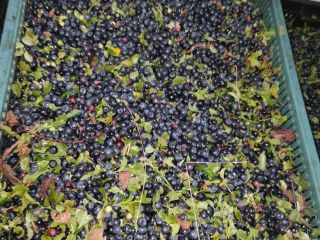 Hello, I am selling fresh forest berry with uncleaned