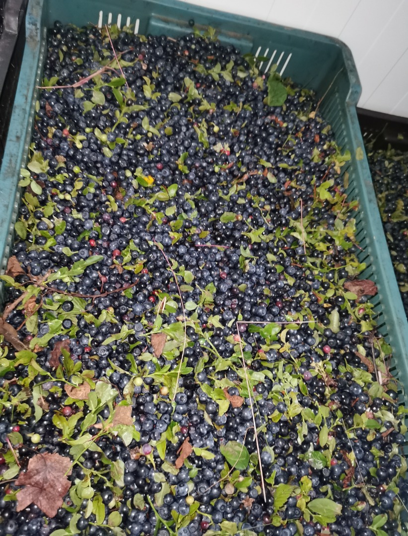 Hello, I am selling fresh forest berry with uncleaned leaf, tonnage, price to be agreed Feel free to contact us