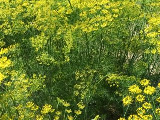 I will sell large dill with a flower for