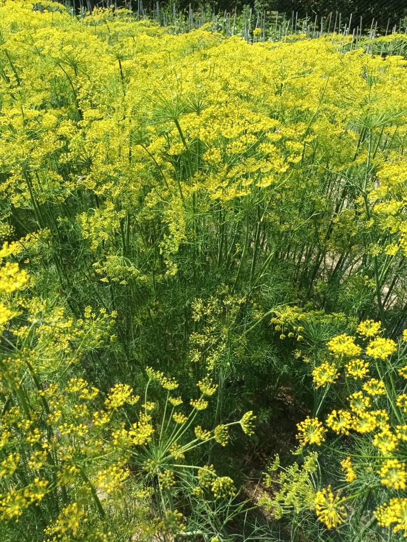 I will sell large dill with a flower for pickling