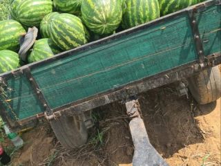 Watermelons from Srem, Serbia from an agricultural producer arrive