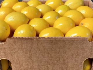 The Mayer lemon harvest will be carried out in