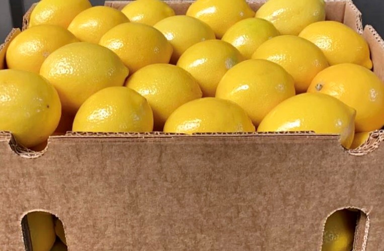 The Mayer lemon harvest will be carried out in early August 2022