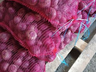 I will sell beetroot, wholesale quantity, washed or not