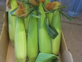 I am selling wholesale sweet corn cobs of the