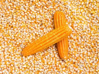 I AM SELLING 300 TONS OF LOCAL PRODUCTION CORN,