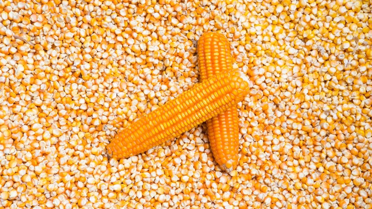 I AM SELLING 300 TONS OF LOCAL PRODUCTION CORN, INSILOZED, CLEAN, HUMIDITY 14%, WE CAN ENSURE THE TRANSPORT FOR A COST