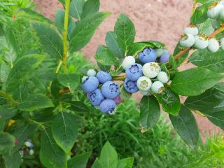 Hello, I have a freshly picked American blueberry for