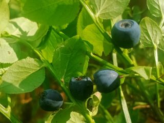 Forest blueberry price to be agreed for larger quantities