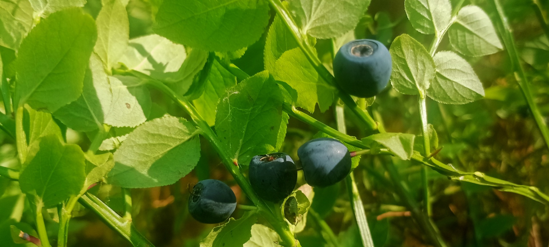 Forest blueberry price to be agreed for larger quantities