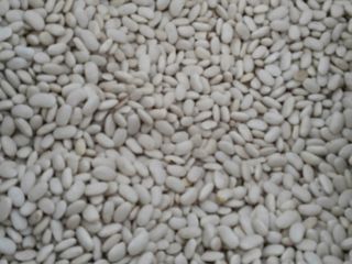 Great Argentinian beans, fast ripening and very tasty Size