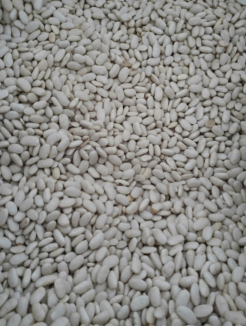 Great Argentinian beans, fast ripening and very tasty Size 300/100, harvest 2021