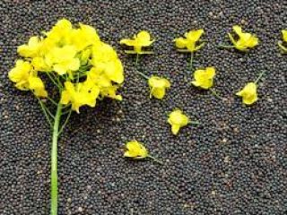 Rapeseed and sunflowers seeds from argricompany in Ukraine. Delivery