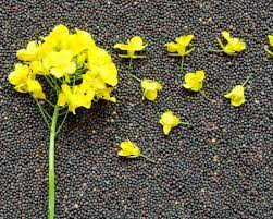 Rapeseed and sunflowers seeds from argricompany in Ukraine