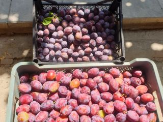 I will sell any quantity of plum. I have