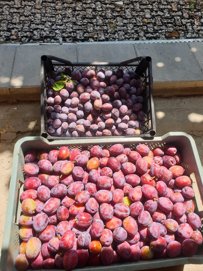I will sell any quantity of plum