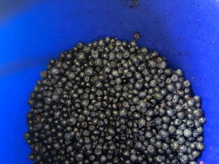 Hello, I am selling fresh blueberries straight from the