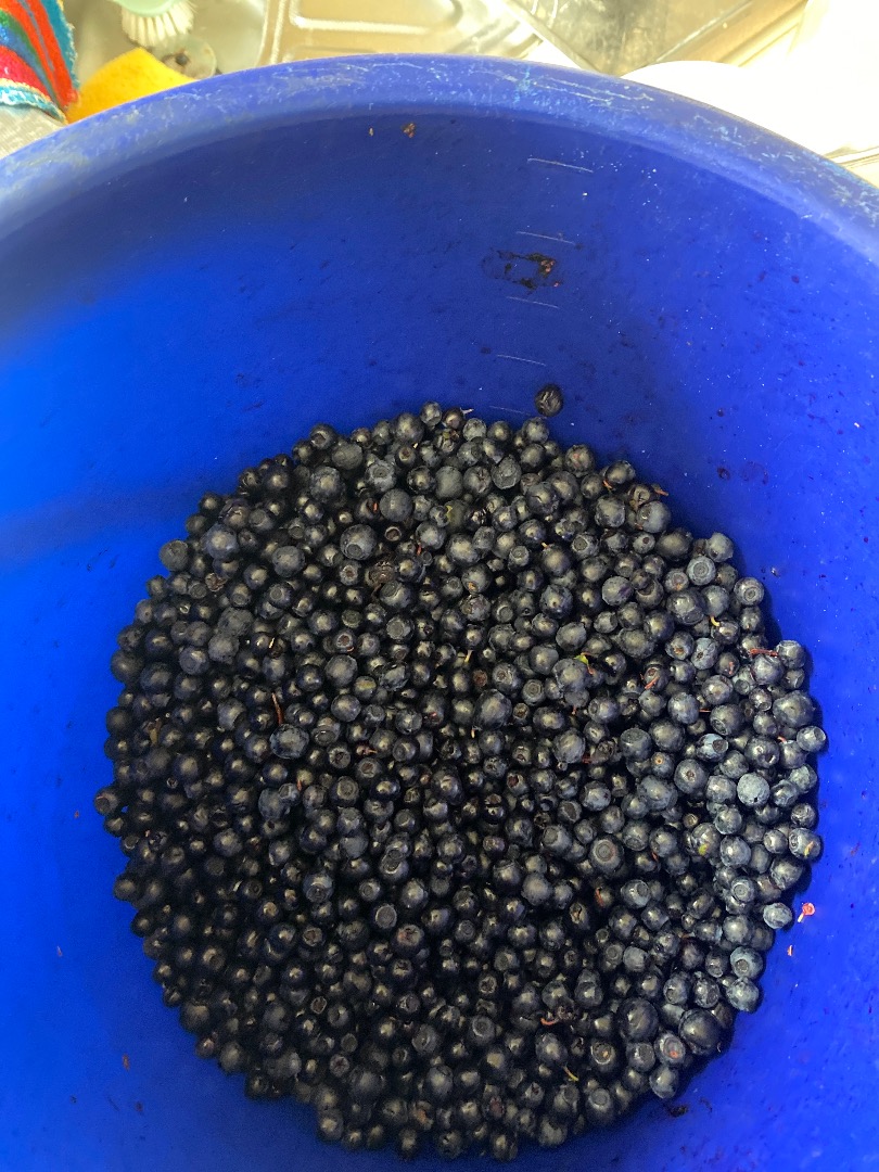 Hello, I am selling fresh blueberries straight from the forest, hand-picked without a leaf