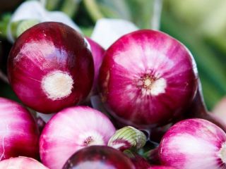 WhatsApp 1 contact Joanna Poczta. Red onion with chives.