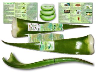 Ecological Aloe Vera leaves for food consumption and cosmetic