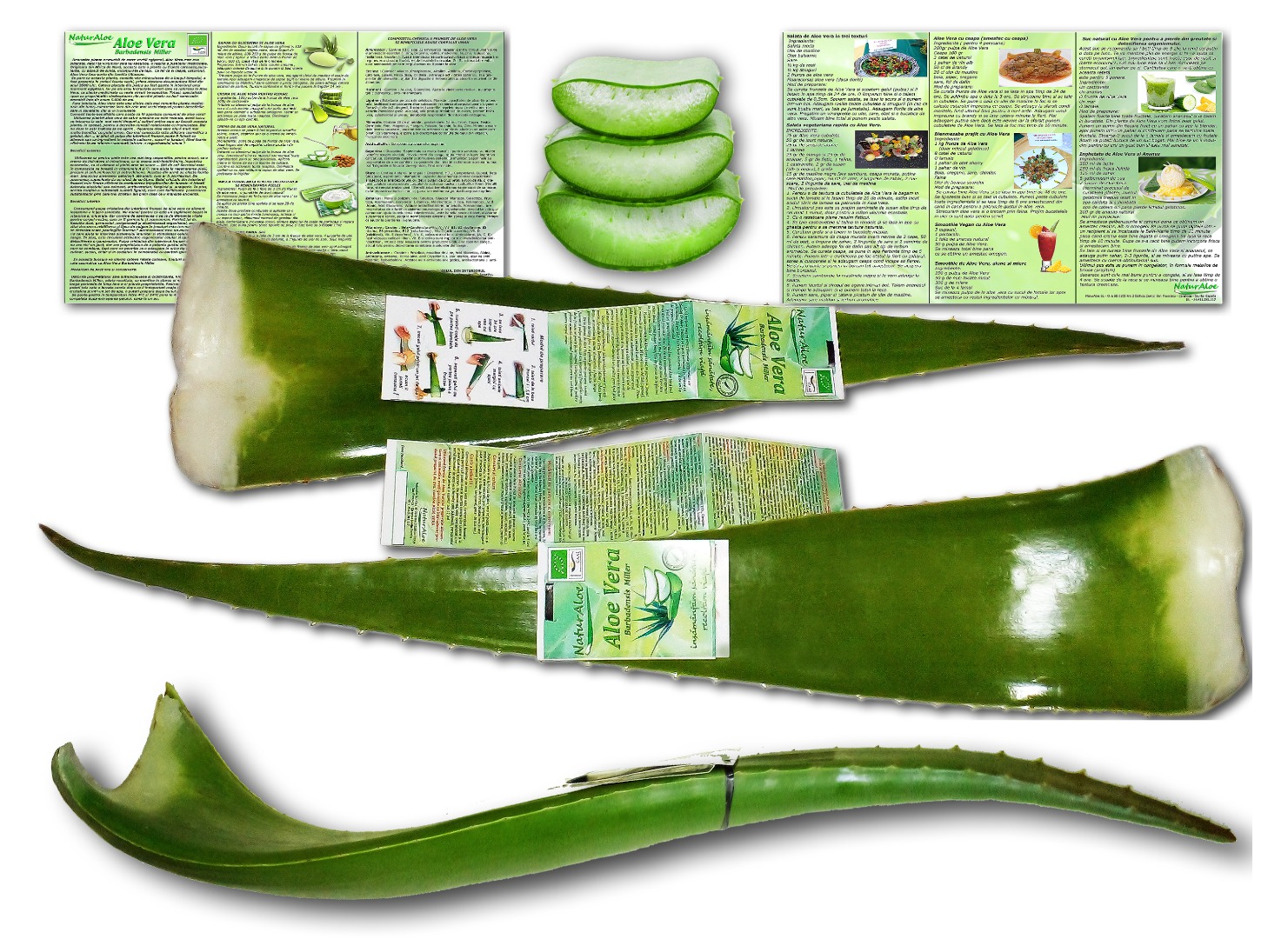 Ecological Aloe Vera leaves for food consumption and cosmetic preparations developed at home by the buyer