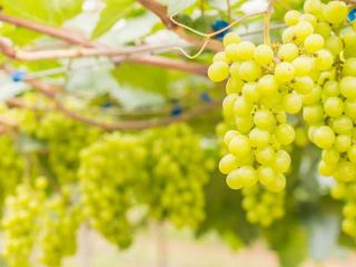 Healthy wine grapes with a high sugar content for