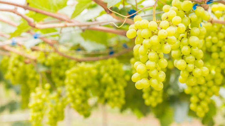 Healthy wine grapes with a high sugar content for sale with a September harvest