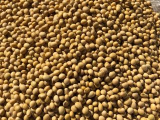 I will sell soybeans from my own agriculture NON-GMO,