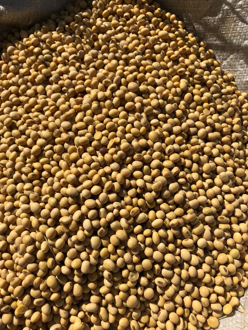 I will sell soybeans from my own agriculture NON-GMO, 42 proteins, 12% moisture