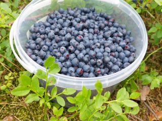 I will sell blueberries, fresh, organic 16 PLN /