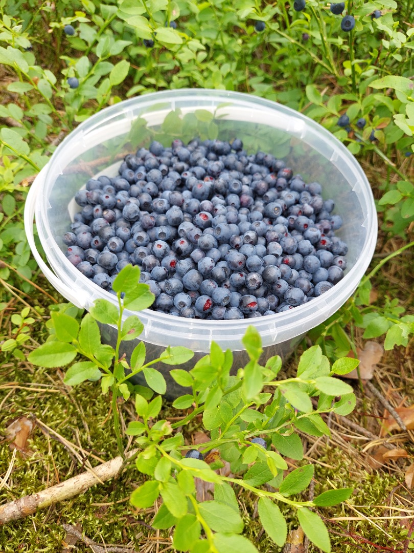 I will sell blueberries, fresh, organic 16 PLN / liter