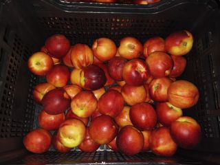 Imported nectarines, ripe, 500 kg for sale. Currently in