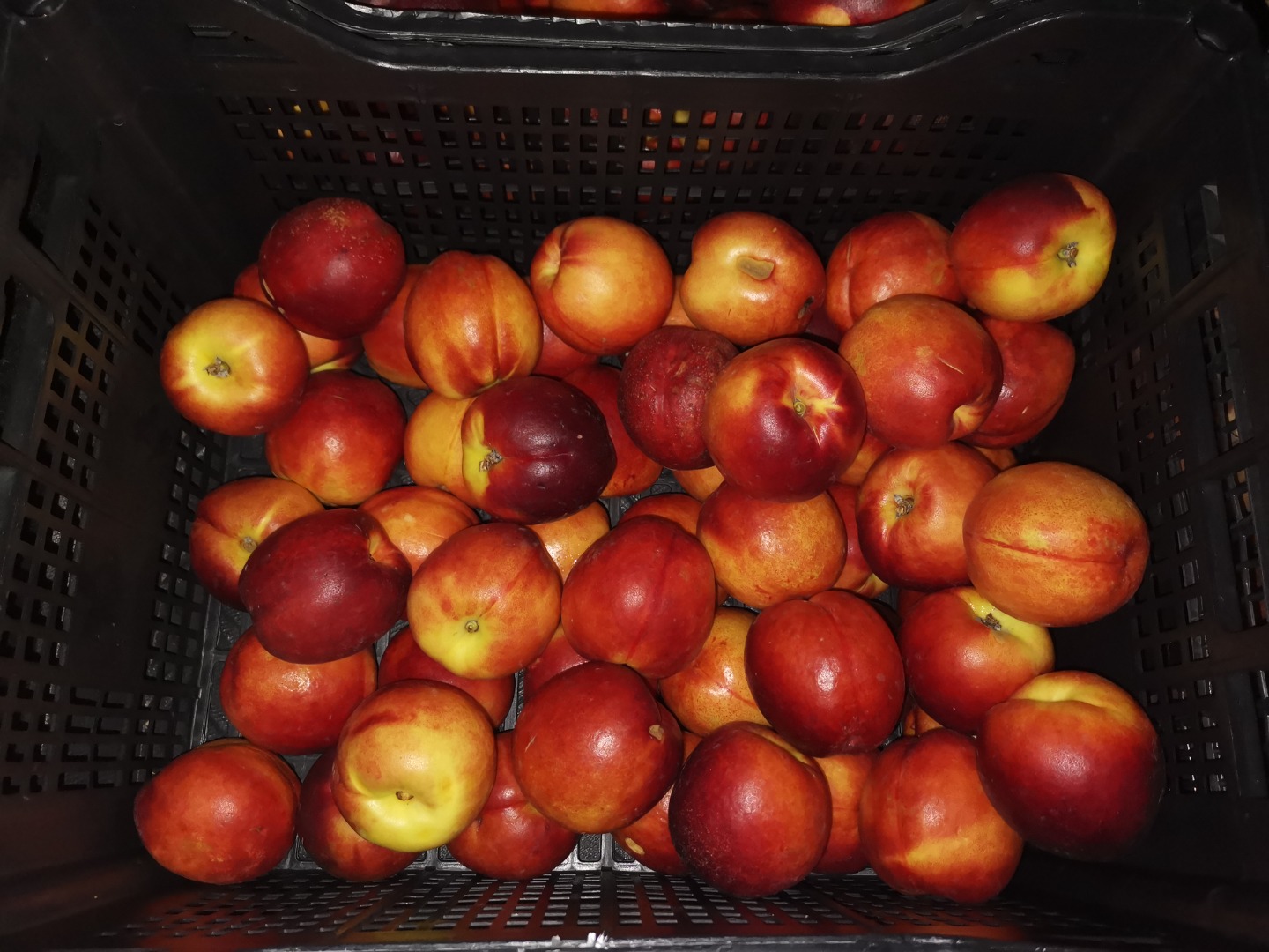 Imported nectarines, ripe, 500 kg for sale