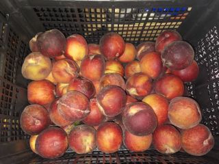 Imported peaches, ripe 500 kg for sale. Currently in