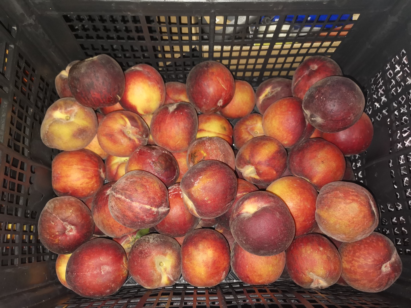 Imported peaches, ripe 500 kg for sale