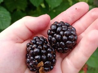 I sell grafted Thornfree blackberries, straight from the plantation.